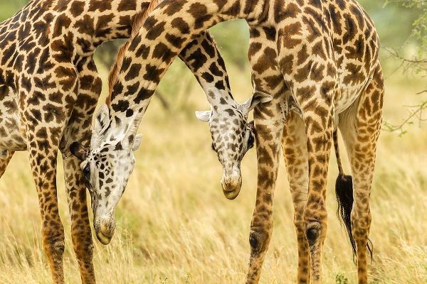 Africa-Tanzania-Serengeti National Park Young Maasai giraffes sparring